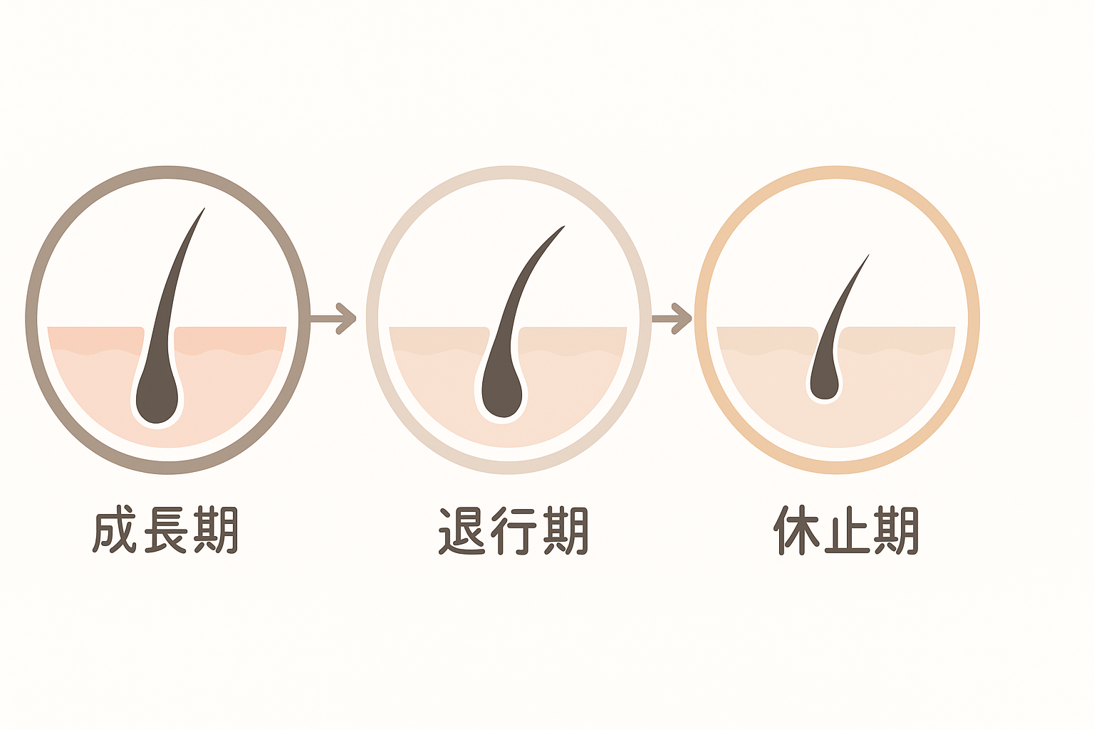 脱毛効果に影響する毛周期の仕組みを図解